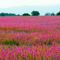 Kaas Plateau in Maharashtra, a UNESCO World Natural Heritage site, covered with vibrant seasonal wildflowers, lush grasslands, and scenic views of the Western Ghats.