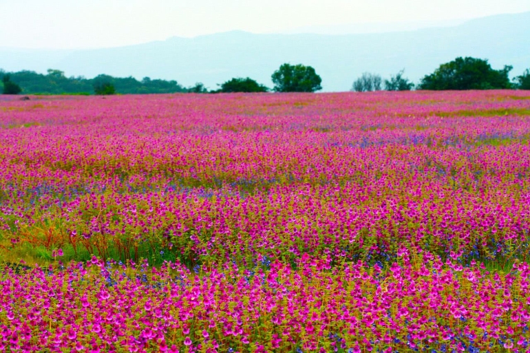 Kaas Plateau in Maharashtra, a UNESCO World Natural Heritage site, covered with vibrant seasonal wildflowers, lush grasslands, and scenic views of the Western Ghats.