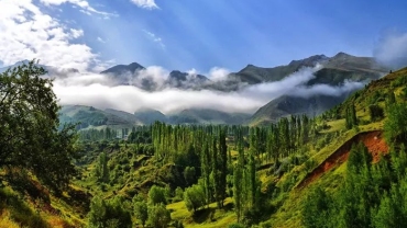 Scenic road to Kasauli in Himachal Pradesh surrounded by dense pine forests, misty hills, and tranquil mountain views, perfect for a peaceful getaway.