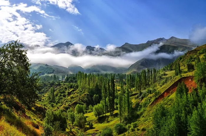 Scenic road to Kasauli in Himachal Pradesh surrounded by dense pine forests, misty hills, and tranquil mountain views, perfect for a peaceful getaway.