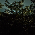 Glowing fireflies in the dense forest of Bhandardara during Kajwa Mahotsav at night