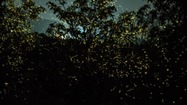 Glowing fireflies in the dense forest of Bhandardara during Kajwa Mahotsav at night