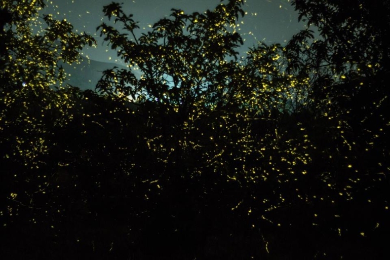 Glowing fireflies in the dense forest of Bhandardara during Kajwa Mahotsav at night
