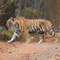 A Royal Bengal Tiger walking confidently along a dry forest trail, surrounded by tall grass and trees.