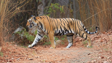 A Royal Bengal Tiger walking confidently along a dry forest trail, surrounded by tall grass and trees.