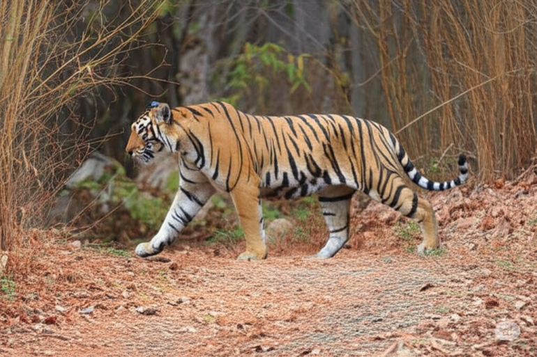 A Royal Bengal Tiger walking confidently along a dry forest trail, surrounded by tall grass and trees.